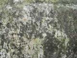 image of grave number 144792